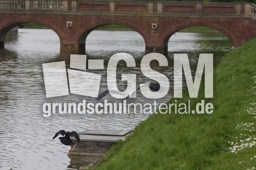 Graureiher-A 239.jpg